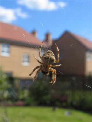 Spider Fighter Hand Tool, Spider In Web - www.TheSpiderFighter.com